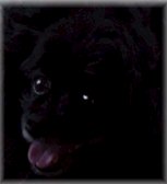 Blackie