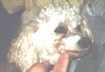 Nugget