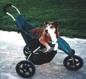 Zeus in his stroller - ready for a jog